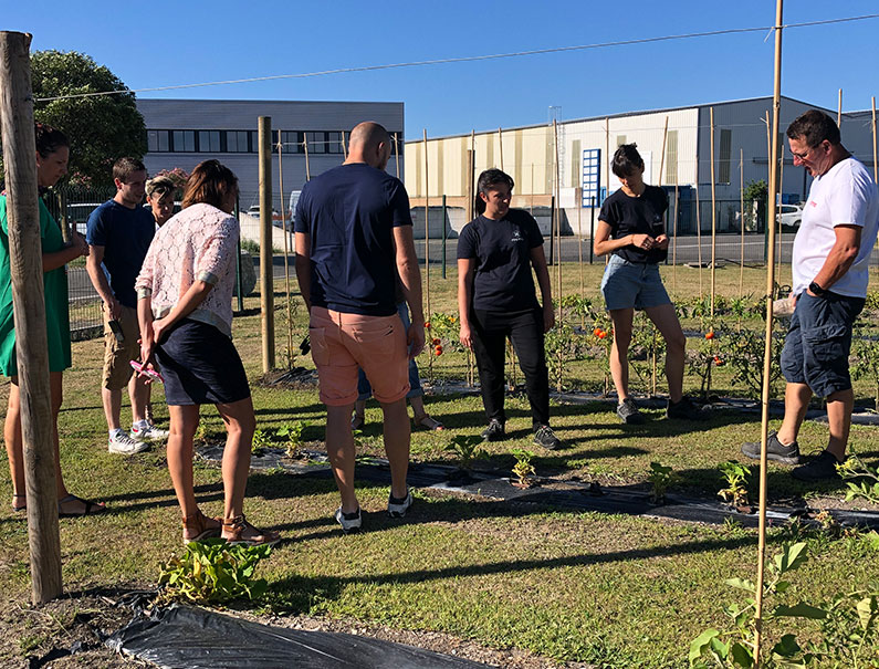 Dans le potager