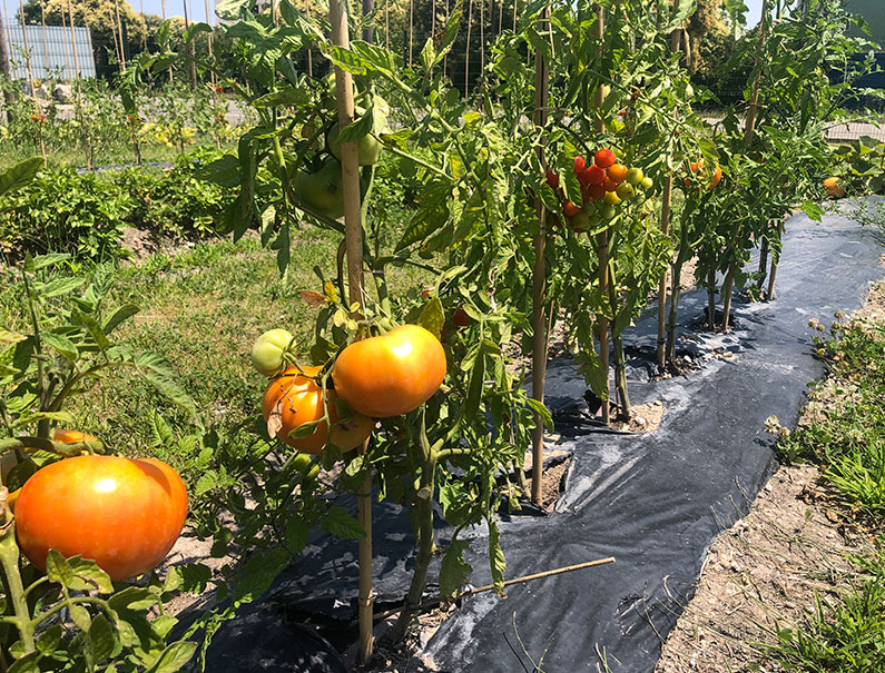 De beaux légumes