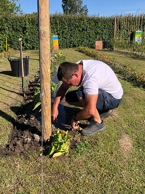 Dans le potager