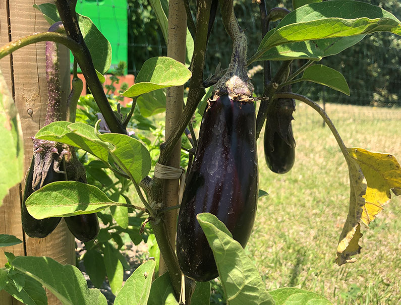 De beaux légumes