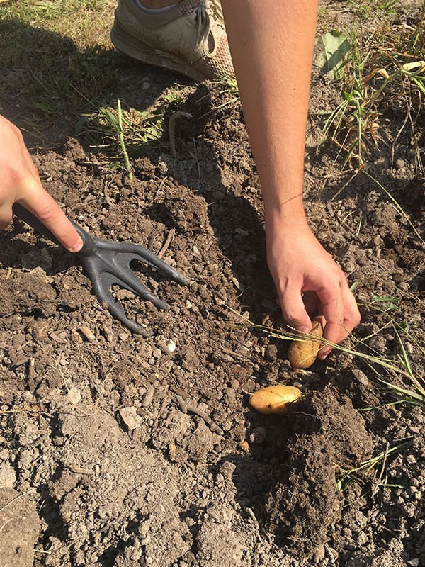 Pomme de terre potager