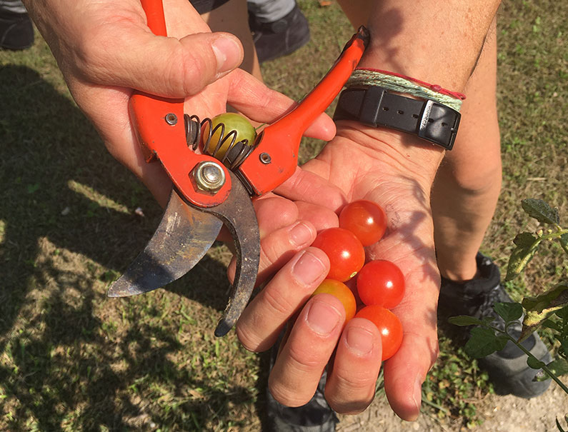 Tomate potager