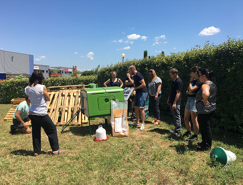 Organisation des poules