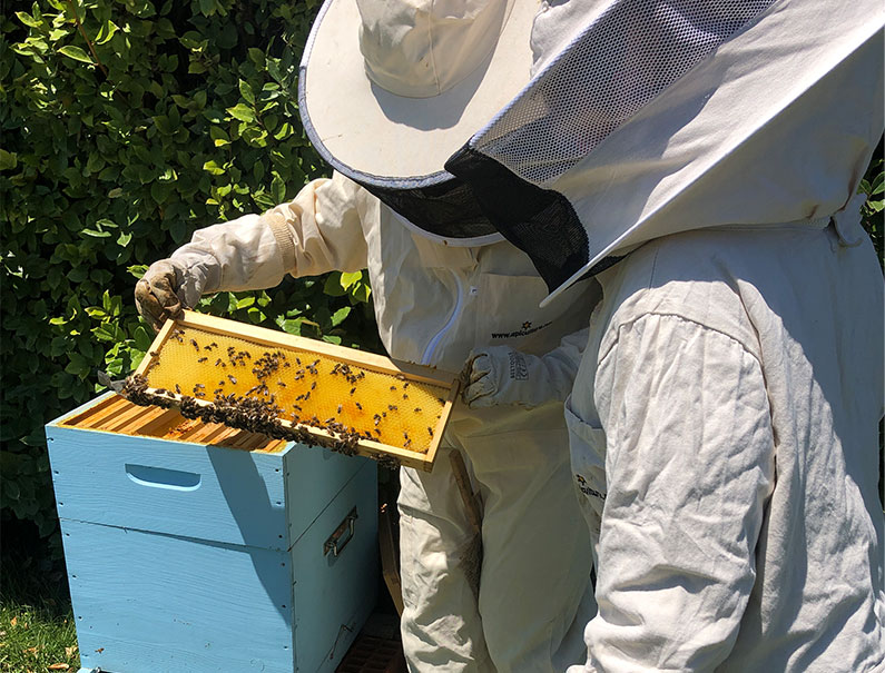 Des abeilles chez FDS
