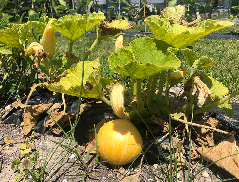 De beaux légumes