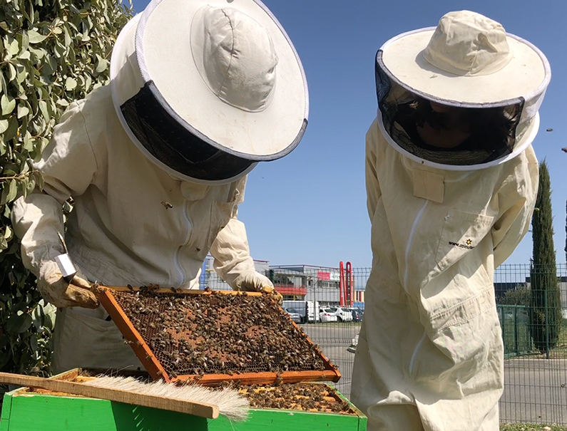 20 mai : journée mondiale des abeilles