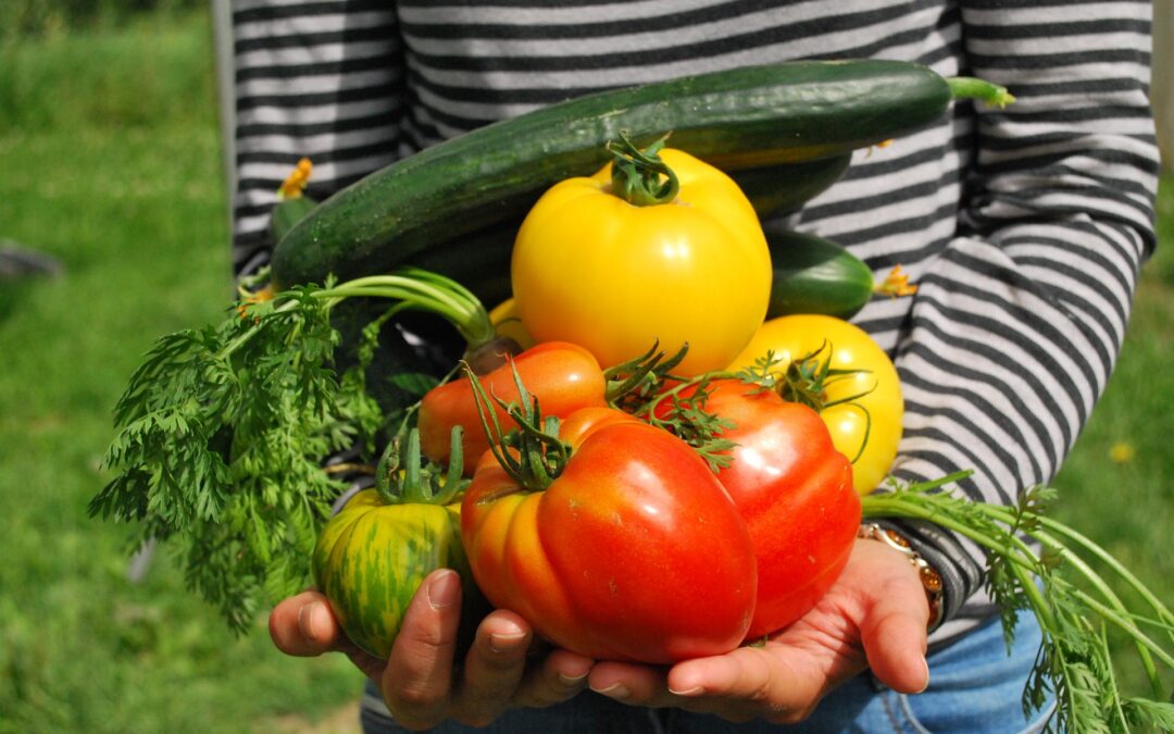 Top départ de l’activité du potager chez FDS Pro